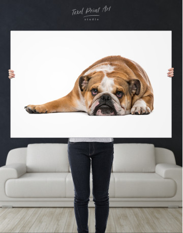 English Bulldog Lying on the Floor Canvas Wall Art - image 9