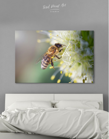 Bee collects nectar on a white flower Canvas Wall Art