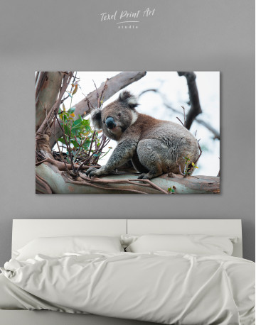 Koala Photo Canvas Wall Art