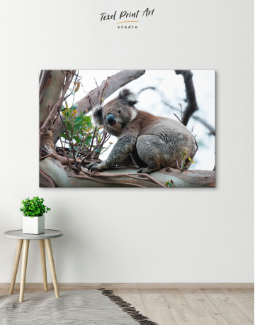 Koala Photo Canvas Wall Art - image 5