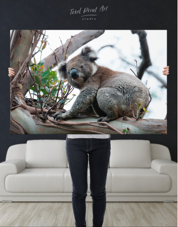 Koala Photo Canvas Wall Art - image 9