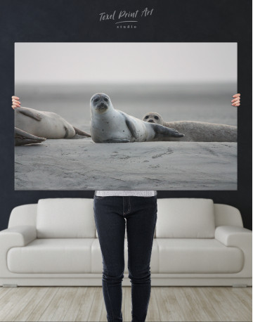 Seals Photo Canvas Wall Art - image 9