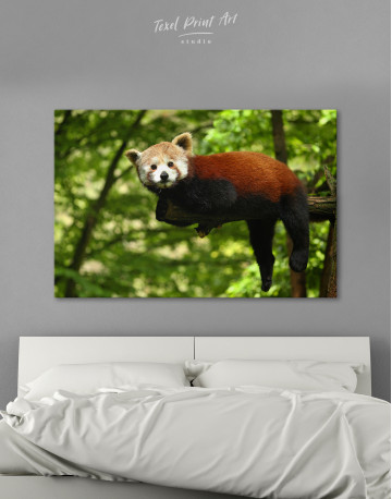 Red Panda Photo Canvas Wall Art