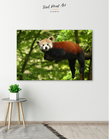 Red Panda Photo Canvas Wall Art - image 5