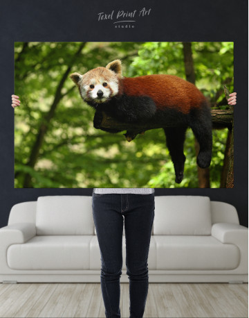 Red Panda Photo Canvas Wall Art - image 9